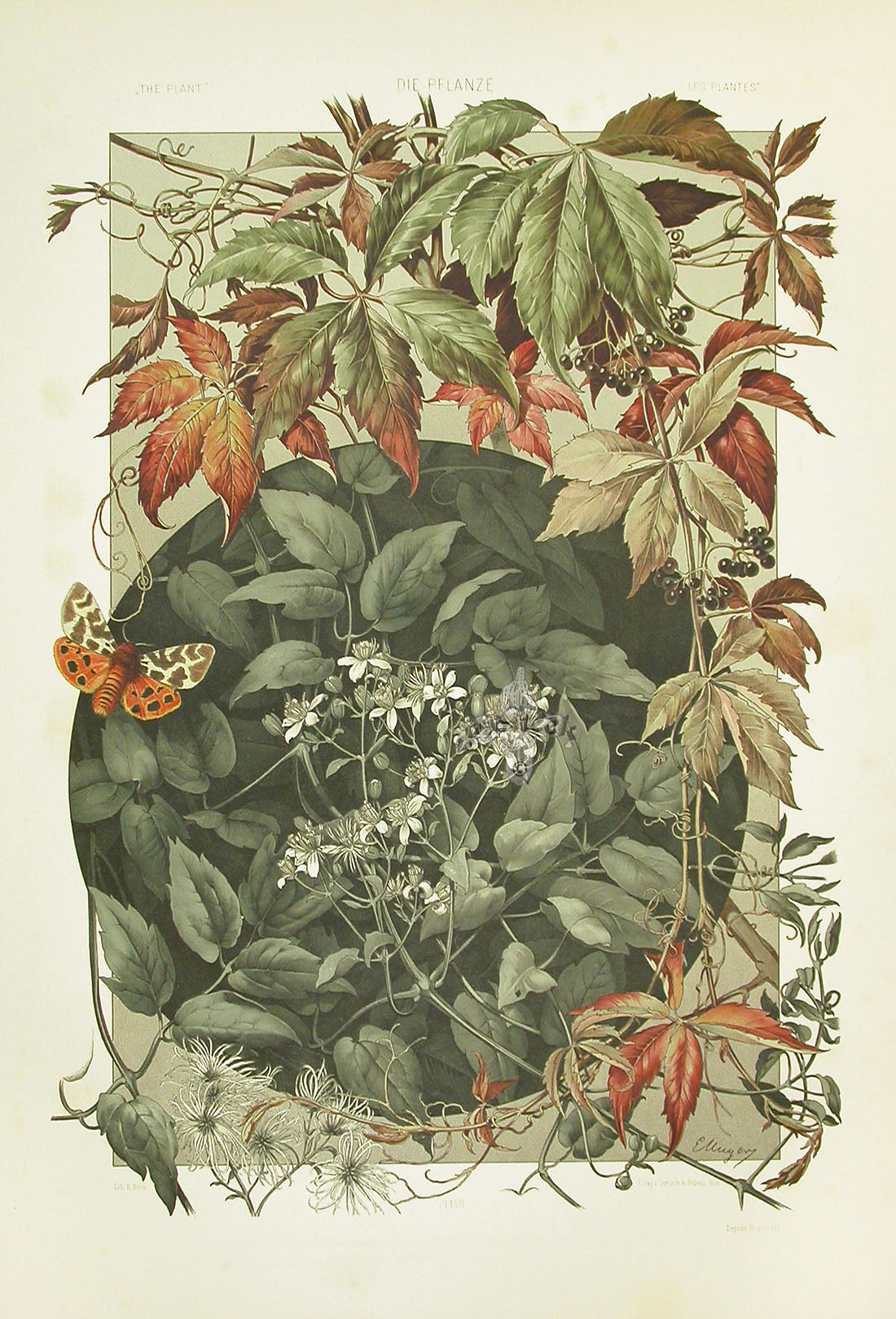 Seder The Plant in Art and Trade Print Old Man's Beard, Clematis