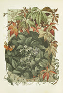 Seder The Plant in Art and Trade Print Old Man's Beard, Clematis - Panteek Antique Prints