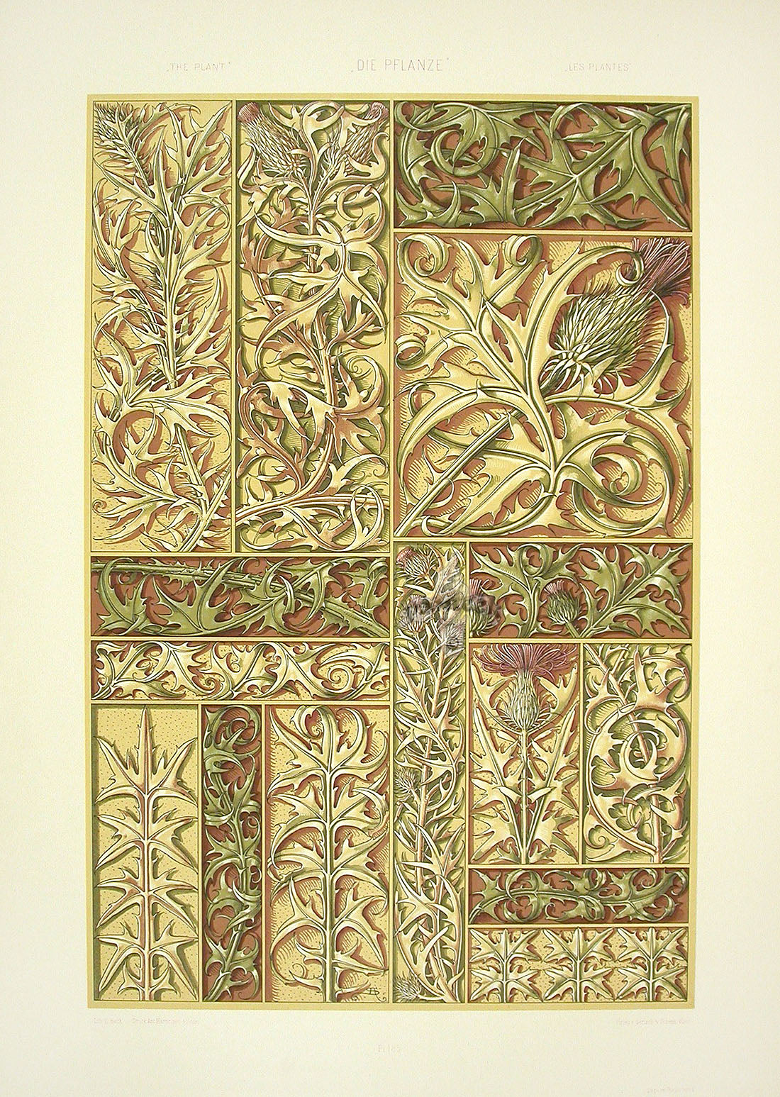 Seder The Plant in Art and Trade Print Thistles & Thorns