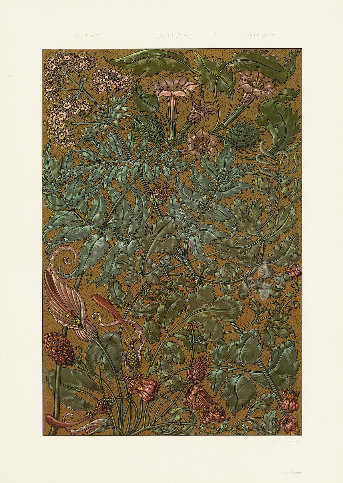 Seder The Plant in Art and Trade Print Trumpet Flower