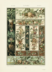 Seder The Plant in Art and Trade Print Turnips, Radish, Garlic - Panteek Antique Prints