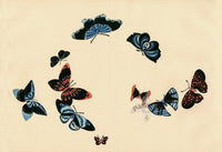 Sekka Cho Senshu 10 Blue, Red, Black Butterflies - Panteek Antique Prints