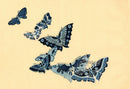 Sekka Cho Senshu 8 Blue, White Butterflies - Panteek Antique Prints