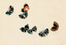 Sekka Cho Senshu Black, Red, Blue, Green Butterflies - Panteek Antique Prints