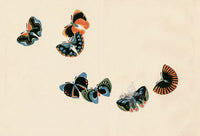 Sekka Cho Senshu Black, Red, Blue, Green Butterflies - Panteek Antique Prints