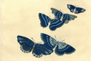 Sekka Cho Senshu Silver, Blue, Green Butterflies - Panteek Antique Prints