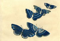 Sekka Cho Senshu Silver, Blue, Green Butterflies - Panteek Antique Prints