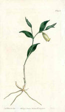 Sessile Uvularia Curtis Carnivorous Botanical - Panteek Antique Prints