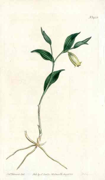 Sessile Uvularia Curtis Carnivorous Botanical