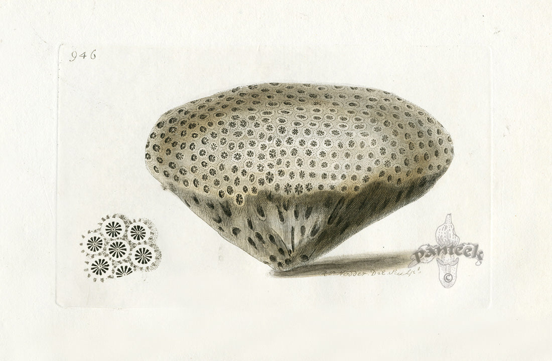 Shaw Nodder Antique Engraving Annular Madrepore