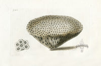 Shaw Nodder Antique Engraving Annular Madrepore - Panteek Antique Prints