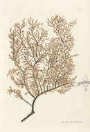 Shaw Nodder Antique Engraving Antipathes Coral - Panteek Antique Prints