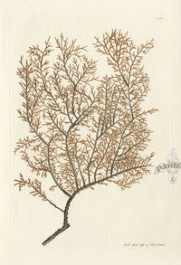 Shaw Nodder Antique Engraving Antipathes Coral - Panteek Antique Prints