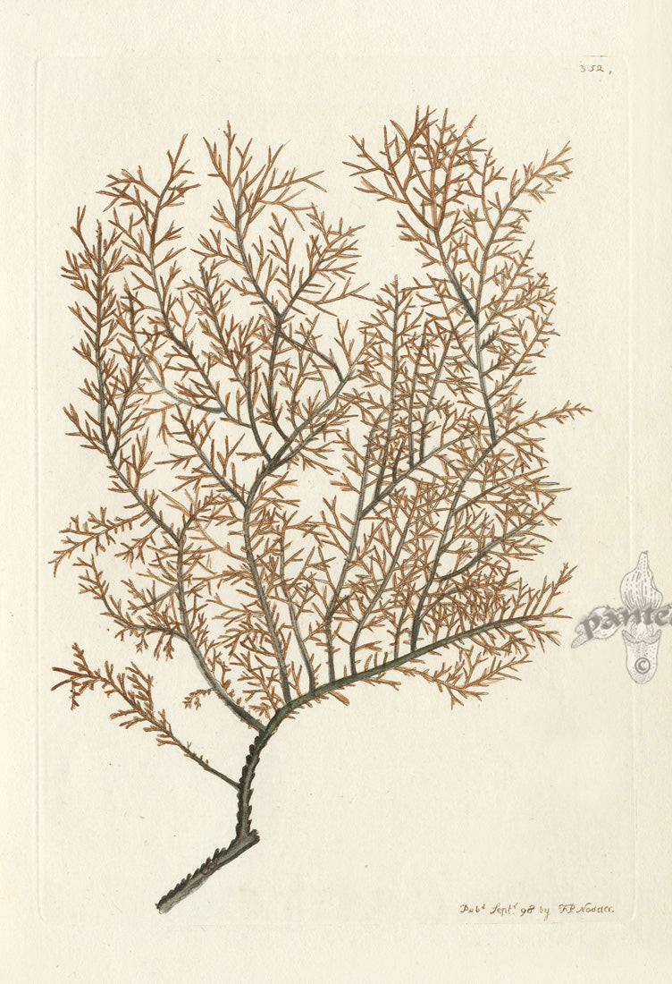 Shaw Nodder Antique Engraving Antipathes Coral