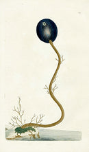 Shaw Nodder Antique Engraving Ascidia Sea Squirt - Panteek Antique Prints