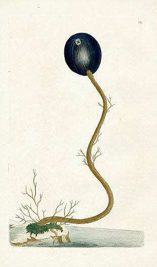 Shaw Nodder Antique Engraving Ascidia Sea Squirt