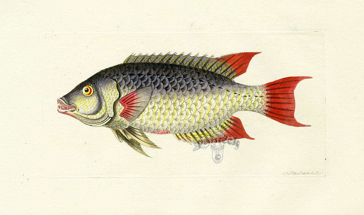 Shaw Nodder Antique Engraving Boar-tusked Fish