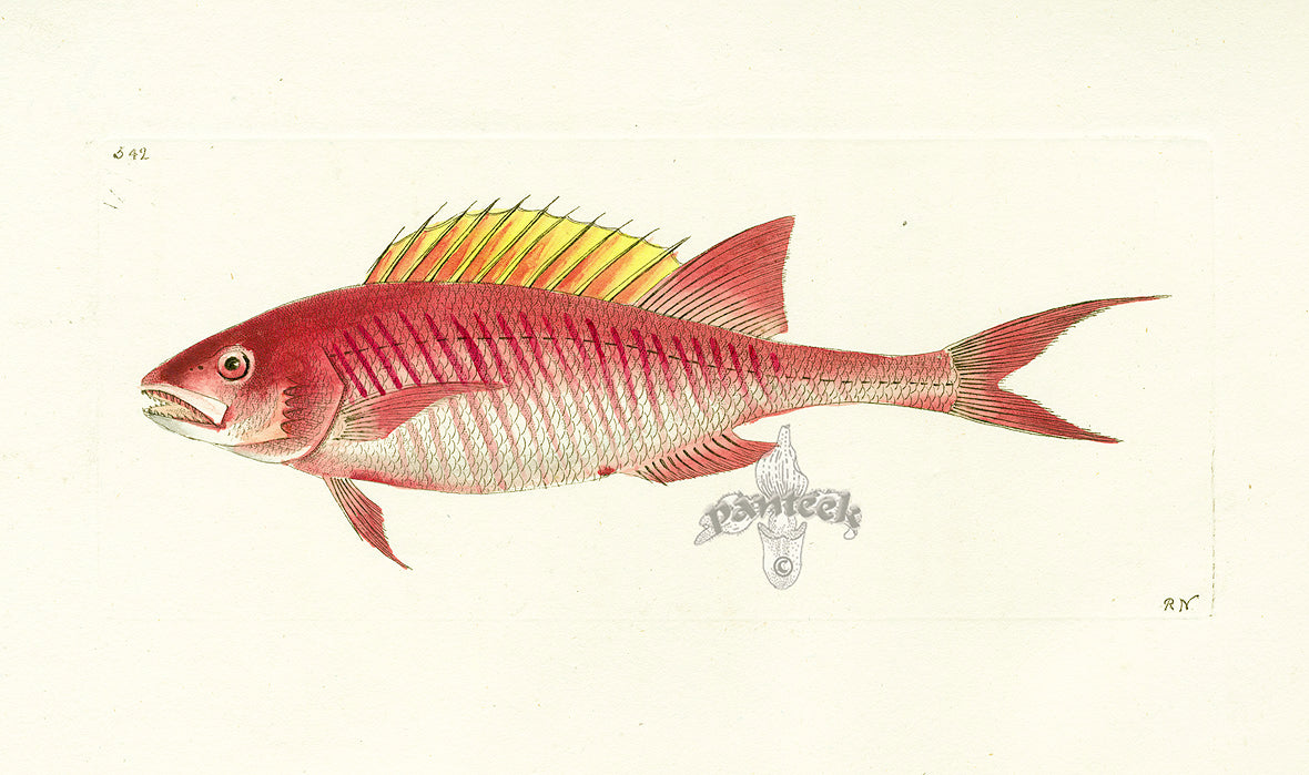 Shaw Nodder Antique Engraving Bodian Fish