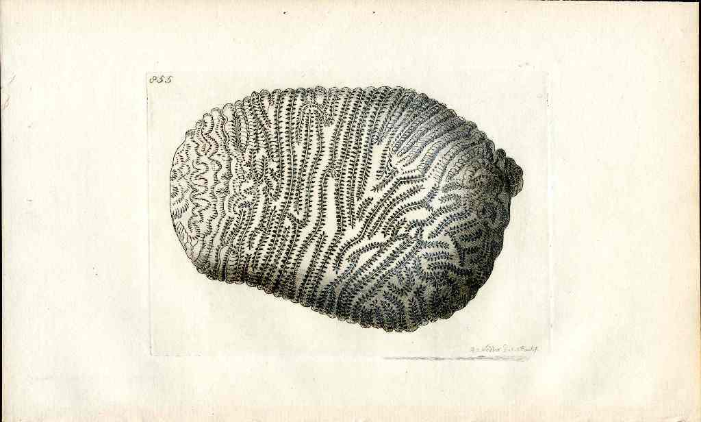 Shaw Nodder Antique Engraving Brain Coral