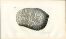 Shaw Nodder Antique Engraving Brain Coral - Panteek Antique Prints
