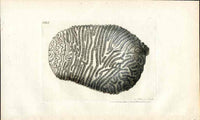 Shaw Nodder Antique Engraving Brain Coral - Panteek Antique Prints