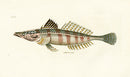 Shaw Nodder Antique Engraving Bullhead Fish - Panteek Antique Prints