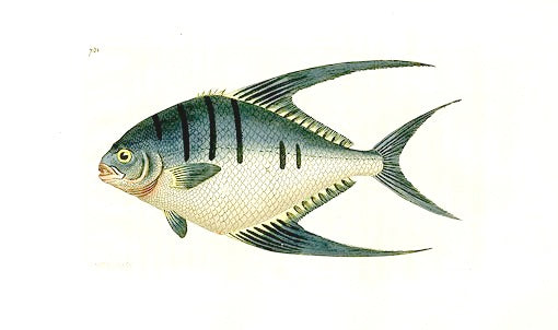 Shaw Nodder Antique Engraving Chateodon Fish