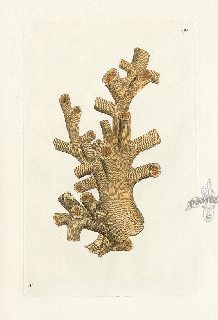 Shaw Nodder Antique Engraving Cinnamon Madrepore