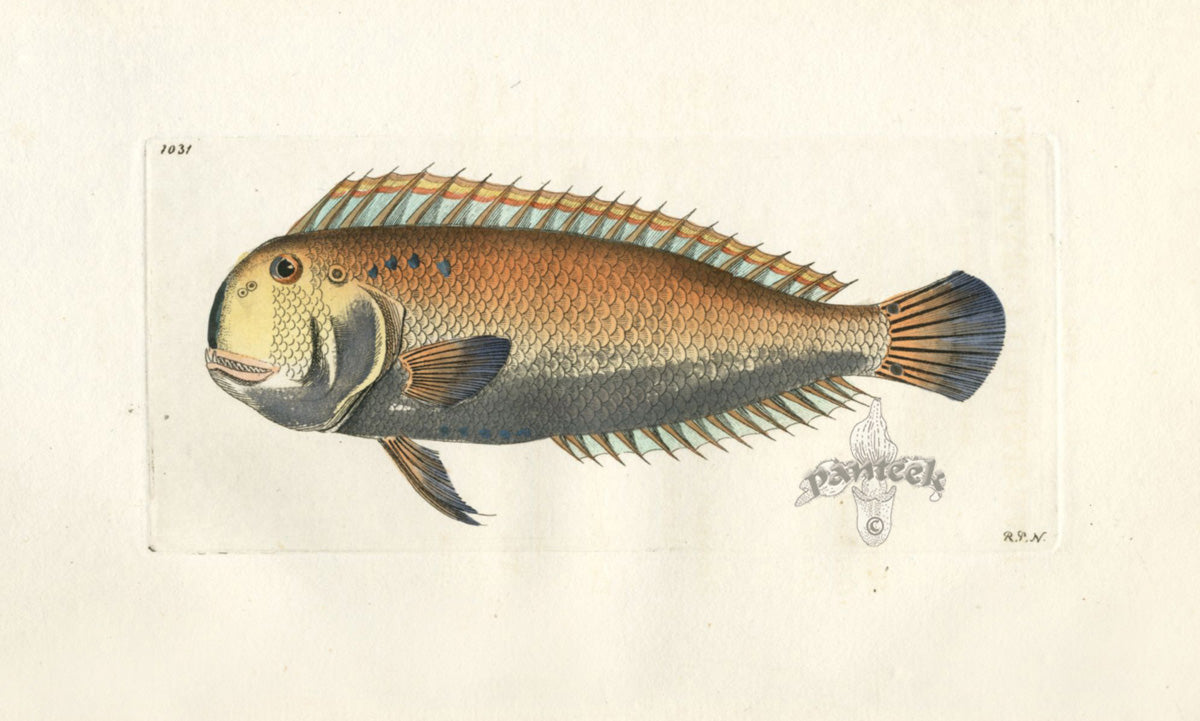 Shaw Nodder Antique Engraving Coryphene Fish | Panteek Antique Prints