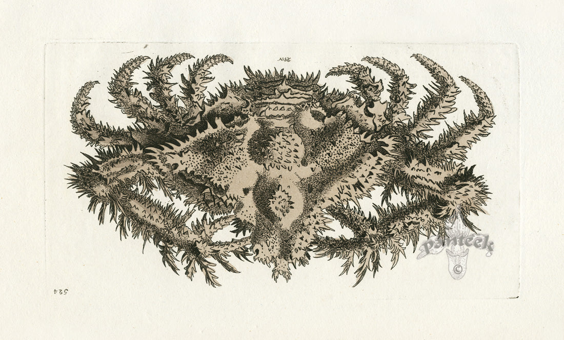 Shaw Nodder Antique Engraving Crested Crab