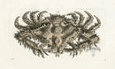 Shaw Nodder Antique Engraving Crested Crab - Panteek Antique Prints