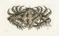 Shaw Nodder Antique Engraving Crested Crab - Panteek Antique Prints