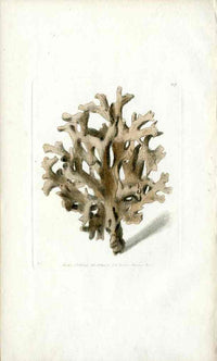 Shaw Nodder Antique Engraving Elks Horn Millepore - Panteek Antique Prints