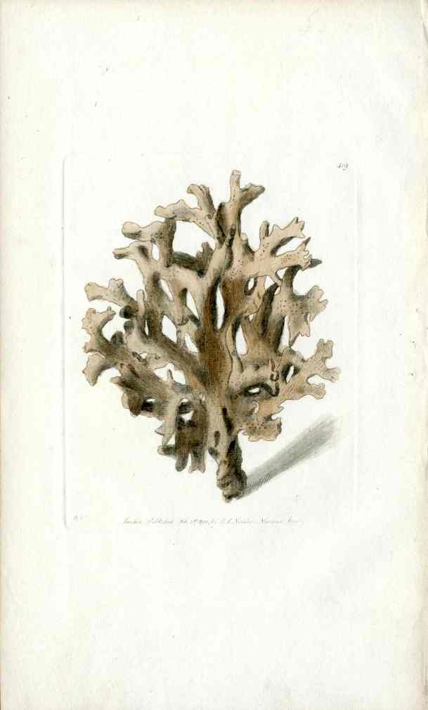 Shaw Nodder Antique Engraving Elks Horn Millepore