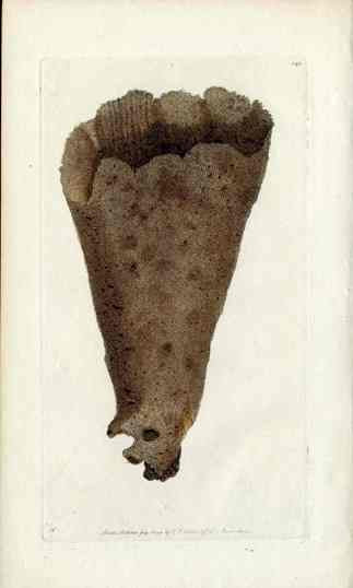 Shaw Nodder Antique Engraving Funnel Sponge