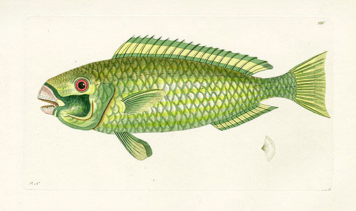 Shaw Nodder Antique Engraving Green Fish