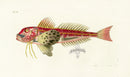 Shaw Nodder Antique Engraving Gurnard Fish - Panteek Antique Prints