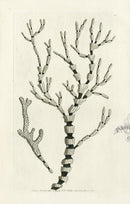 Shaw Nodder Antique Engraving Isis Coral - Panteek Antique Prints