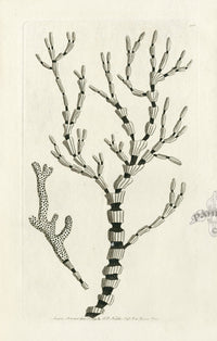 Shaw Nodder Antique Engraving Isis Coral - Panteek Antique Prints