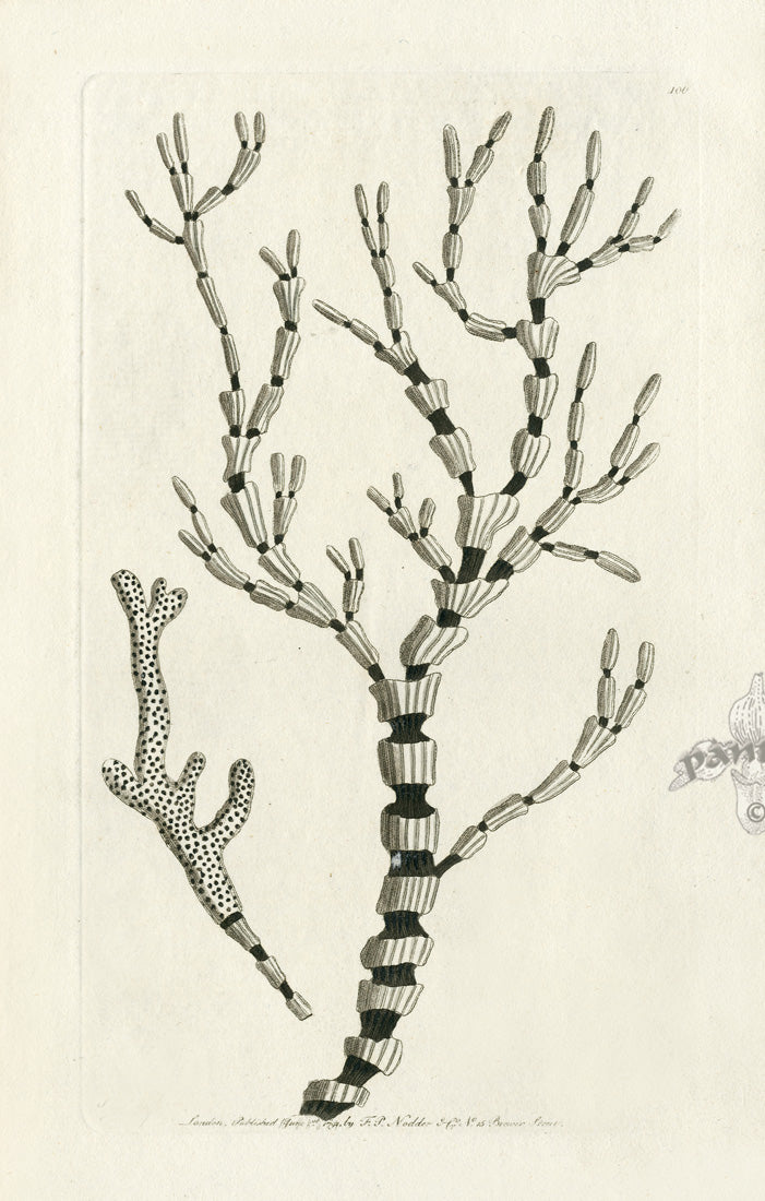 Shaw Nodder Antique Engraving Isis Coral