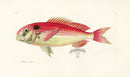 Shaw Nodder Antique Engraving Pagre Fish - Panteek Antique Prints