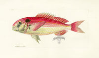 Shaw Nodder Antique Engraving Pagre Fish - Panteek Antique Prints