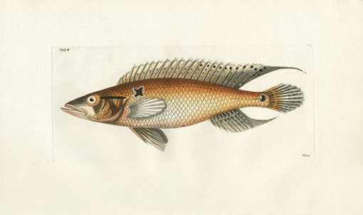 panteek-antique-prints-print-default-title-shaw-nodder-antique ...