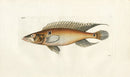 Shaw Nodder Antique Engraving Peacock Fish - Panteek Antique Prints