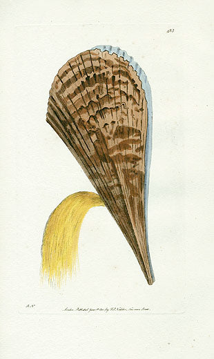 Shaw Nodder Antique Engraving Pinna Shell