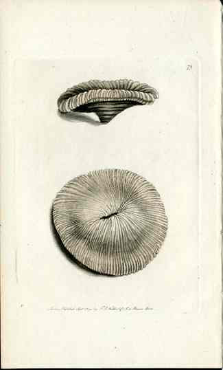 Shaw Nodder Antique Engraving Ramea Coral