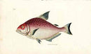 Shaw Nodder Antique Engraving Rhombic Salmon Fish - Panteek Antique Prints