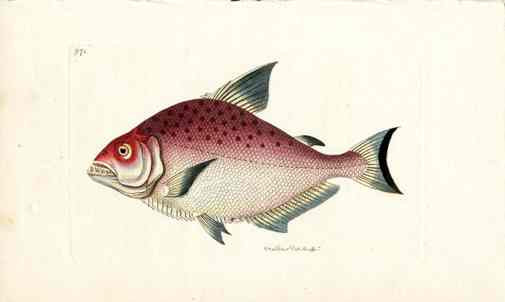 Shaw Nodder Antique Engraving Rhombic Salmon Fish
