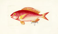 Shaw Nodder Antique Engraving Rose Sparus Fish - Panteek Antique Prints