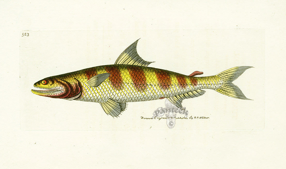 Shaw Nodder Antique Engraving Salmon Fish